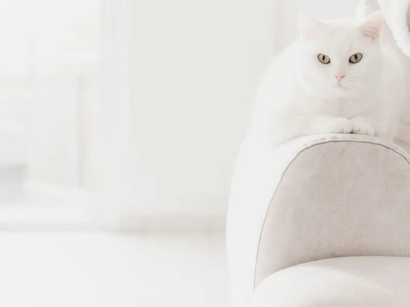 Living With Pets and Clean Air: The Hidden Biology Behind What Your Animal Companion Leaves Behind